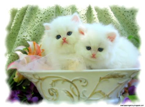 Cute Baby White Kittens Wallpapers Gallery