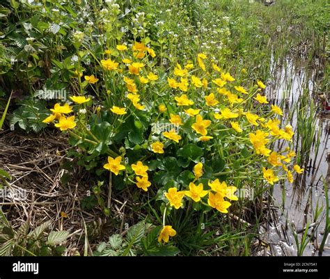 Marsh Marigold Or Kingcup Caltha Palustris Flowering Plant Stock