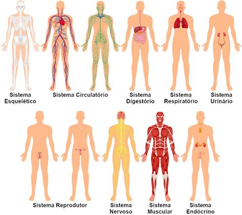 Sistemas Do Corpo Humano Artofit