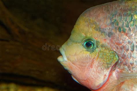 Portrait Of The Vieja Fish Stock Photo Image Of Beautiful 49706214