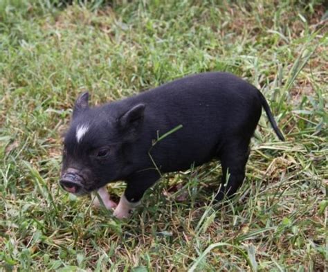 Cupcake The Pot Bellied Pig Pot Belly Pigs Baby Pigs Cute Pigs