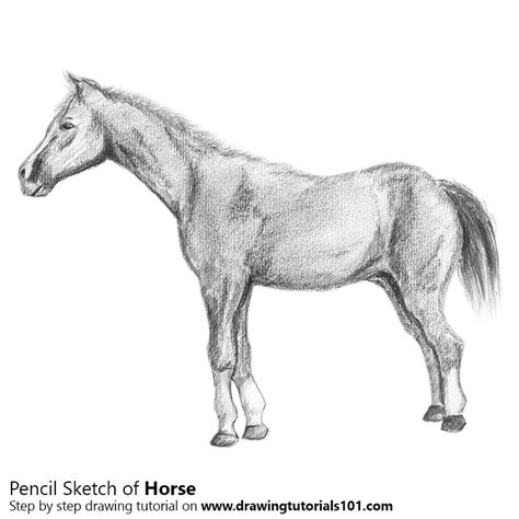 Horse Colored Pencils Drawing Horse With Color Pencils
