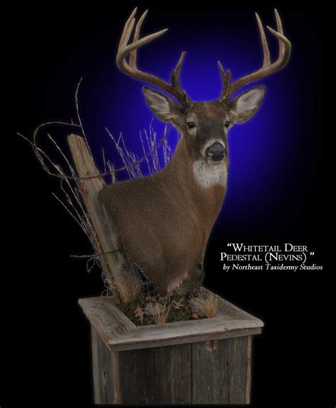 Pin By Kevin Tomplait On Deer Mounts Deer Mounts Deer Mount Decor Whitetail Deer