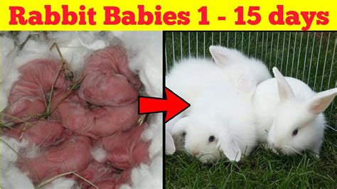 Rabbit Babies Newborn To 15 Days Cutest Baby Bunnies Youtube