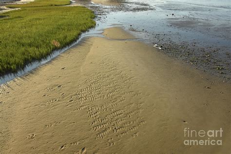 sand and marsh grass on a beach in duxbury photograph by dejavu designs