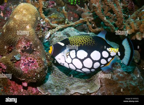 Blue Triggerfish Pseudobalistes Fuscus Egypt Red Sea Stock Photo