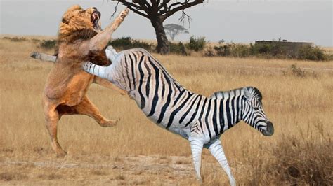 Mama Zebra Attacks Lion Very Hard To Save Her Baby Wild Animals Attack