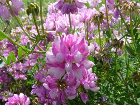 Coronilla Varia Crown Vetch Hardy Ground Cover 20 Seeds