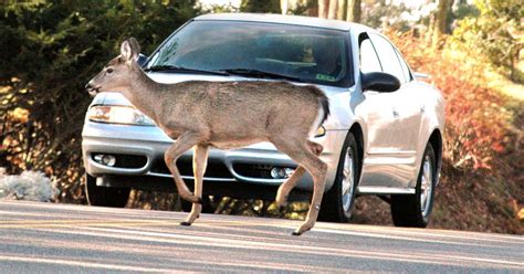 What To Do If You Re About To Hit A Deer With Your Car