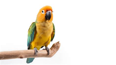 Premium Ai Image Cute Baby Parrot On Tree Branch