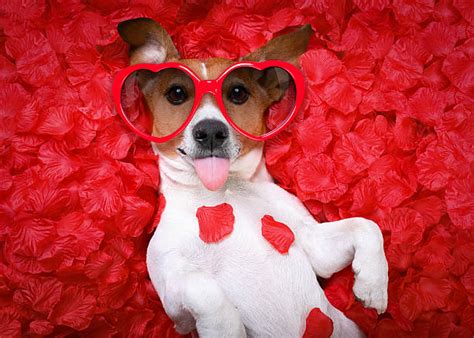 9500 Dog Valentine Stock Photos Pictures And Royalty Free Images Istock