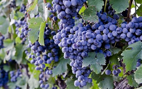 This grape variety is easy to grow and produces grape from the second year onward. Grapes Wallpapers, Pictures, Images