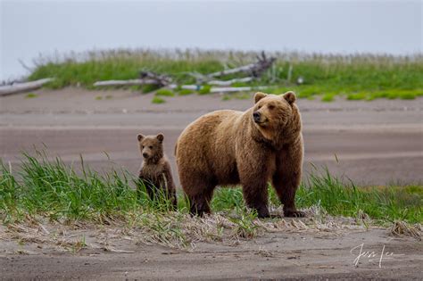 Brown Bear Photo Alaska Usa Jess Lee Photos