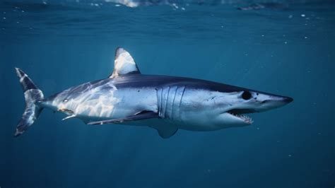 North Atlantic Shortfin Mako Sharks Need Strong Conservation Action Now