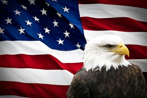 North American Bald Eagle On American Flag Stock Image Image Of