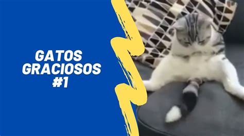 Videos De Gatos Graciosos 😻 No Podrás Evitar Reírte 😹 Youtube