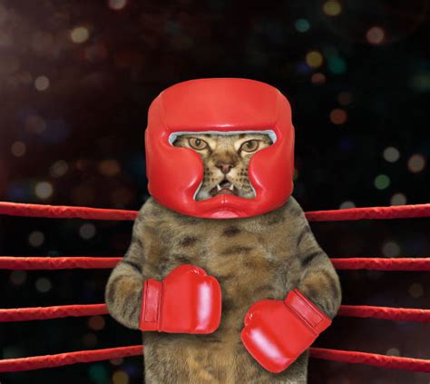 Best Funny Boxing Stock Photos Pictures And Royalty Free Images Istock