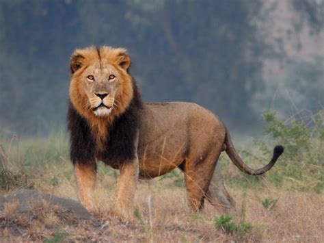 African Lions Facts And Photos Discover Wildlife At Virunga National Park