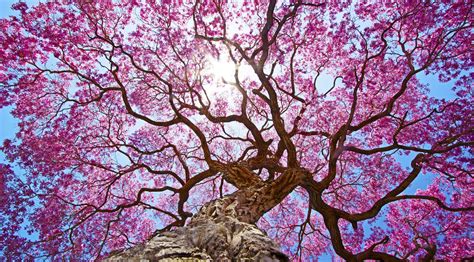 Pink Tree 4k Wallpaperhd Nature Wallpapers4k Wallpapersimages