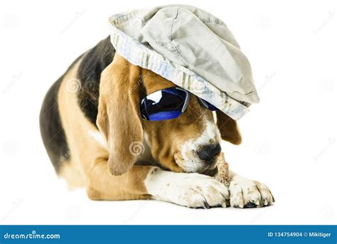 Cute Beagle Dog In Sunglasses And A Hat Stock Photo Image Of