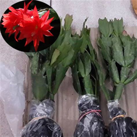 Jual Tanaman Bunga Wijaya Kusuma Kepiting Merah Di Lapak Daco Bibit