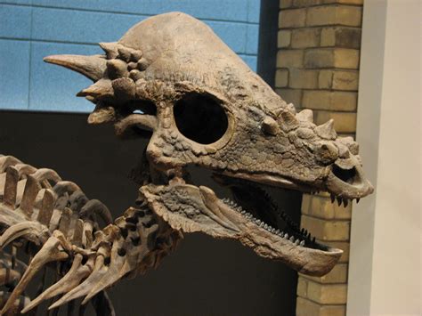 The Largest Collection Of Dinosaur Fossils In North America
