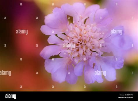 Scabiosa Pincushion Flower Stock Photo Alamy