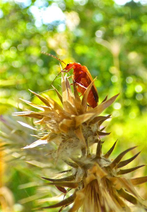 Common Red Soldier Beetle Rhagonycha Fulva Escarabajo Co Flickr