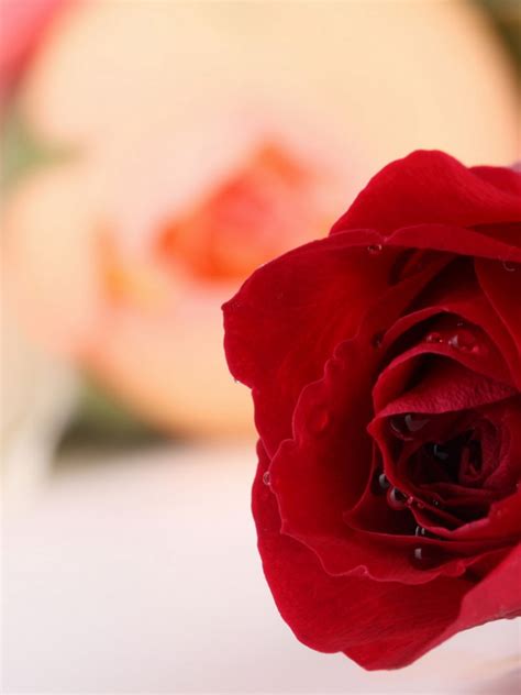 16 Gambar Bunga Mawar Yang Bergerak Gambar Bunga Indah