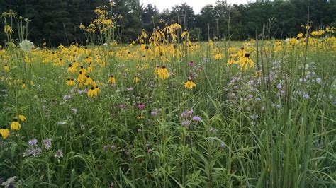 Seed Mixes And Cover Crop Michigan Wildflower Farm