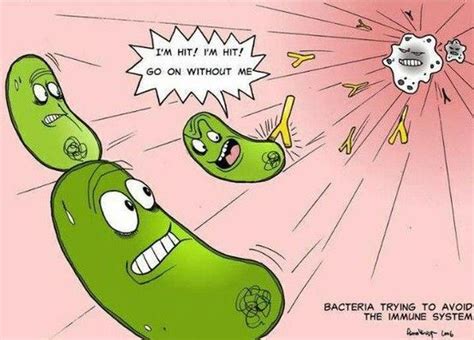 Antibody Vs Antigen Biology Humor Science Humor Science Humor Chemistry