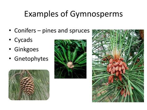 Types Of Gymnosperm Plants