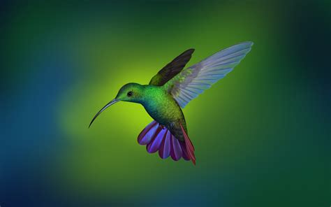 Free Download Hd Wallpaper Hummingbird Deepin Os Arch Linux Stock