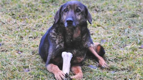 Hier stellen sich züchter reinrassiger hunde mit papieren und vereinszugehörigkeit aus bayern vor und geben geplante würfe bekannt. Tierheim: Hund Cindy sucht ein neues Zuhause - Ratgeber ...
