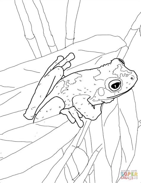 Green Eyed Tree Frog Coloring Page Free Printable Coloring Pages