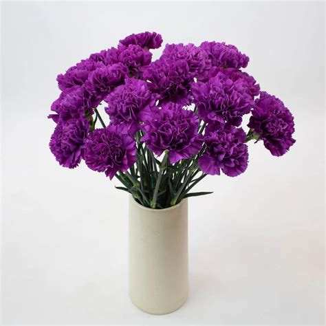 wholesale deep purple carnation flowers ᐉ bulk deep purple carnatio