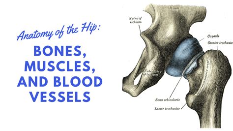 Hip Anatomy Diagram From Bones To Joints Science Trends