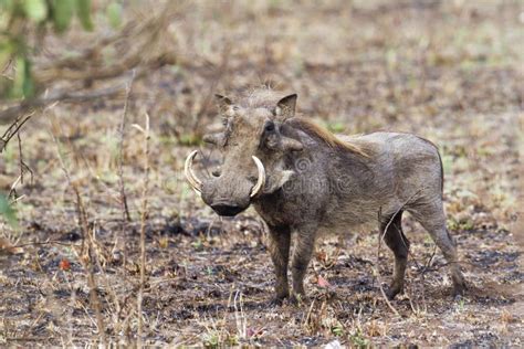 Common Warthog Facing Camera Standing Bush Kruger South Africa Stock