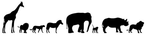 Safari Animal Silhouette At Getdrawings Free Download