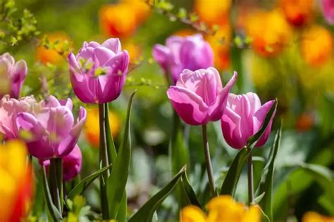 Can You Plant Tulips In Spring Yes And Heres How To Succeed