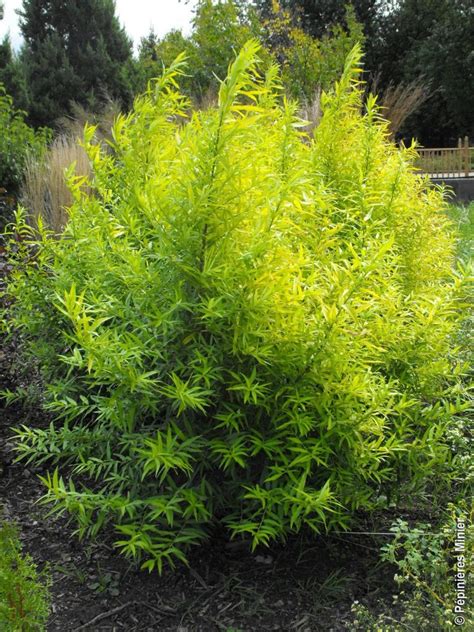Salix Udensis ‘golden Sunshine Greenseasons