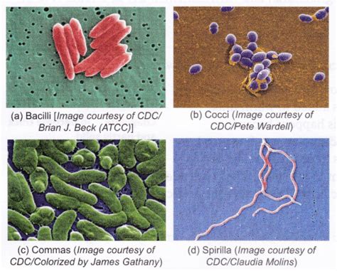 Different Types Of Microorganisms With Pictures