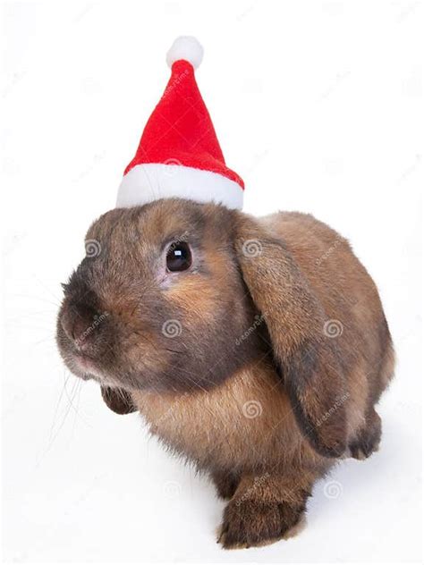 Brown Lop Eared Dwarf Rabbit In Santa Isolated Stock Image Image Of