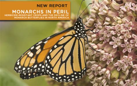 Center For Food Safety Reports Monarchs In Peril Herbicide