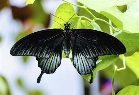 Black Butterfly Papilio Ascalaphus Photograph By Cristina Stefan