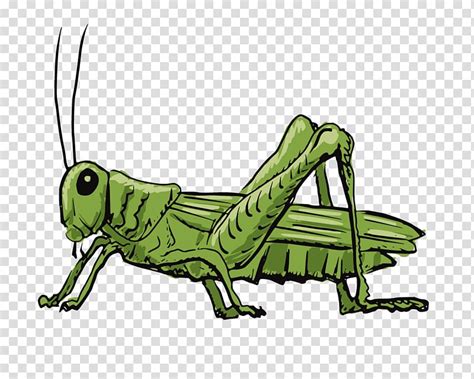 Green Grasshopper Illustration Grasshopper Illustration Drawing Illustration Grasshopper