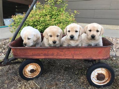 The ____, located near the top of the excel window, is the control center in excel AKC Yellow Lab Puppies for Sale in Wichita, Kansas ...