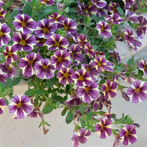 Mixed Petunia Seeds Star Mix Flower Seeds74 Mays Garden Seed