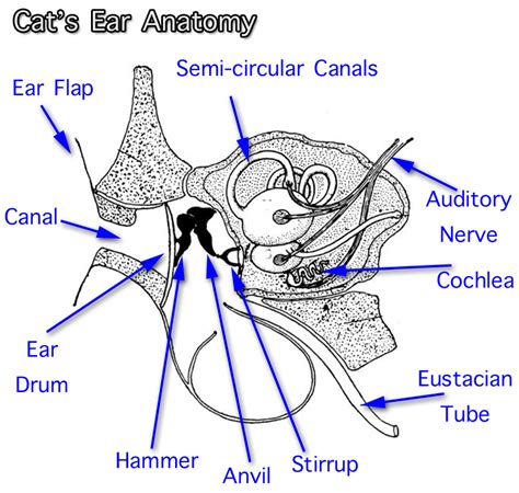 Cat Anatomy Facts For Kids Poc