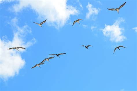 Hd Wallpaper Flock Of Flying Birds Seagulls Avian Flight Sky
